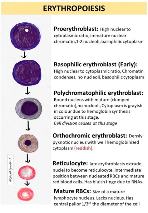 erythroid|stages of erythropoiesis.